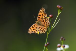 鼻の皮脂崩れを直す韓国風の方法は？