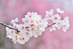 ピンク下地で血色感と透明感を引き出すメイク術は？