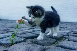 毛穴の黒ずみを改善するためのスキンケア方法は？
