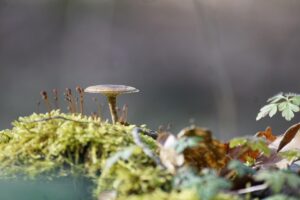 毛穴悩みを解消する毛穴ぼかしパウダー最小化の方法は？