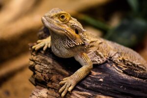 肌荒れ時の寝不足による翌朝の緊急ケアは？