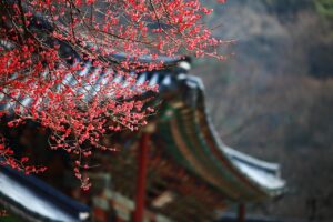韓国コスメの効果は本当？あなたに合った選び方と実際の体験談を紹介！